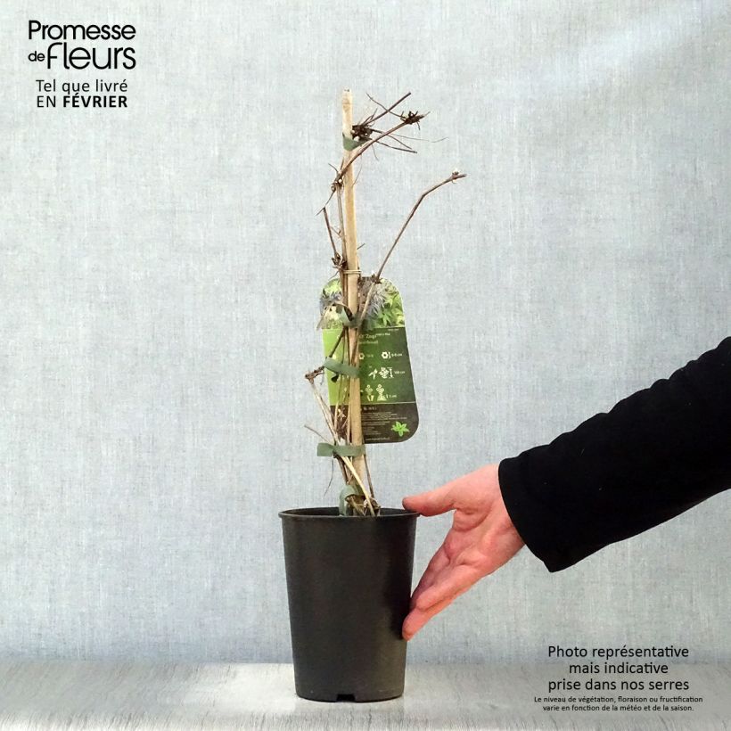 Amostra de Clématite - Clematis Spiky Vaso de 2 L/3 L tal como entregue no inverno