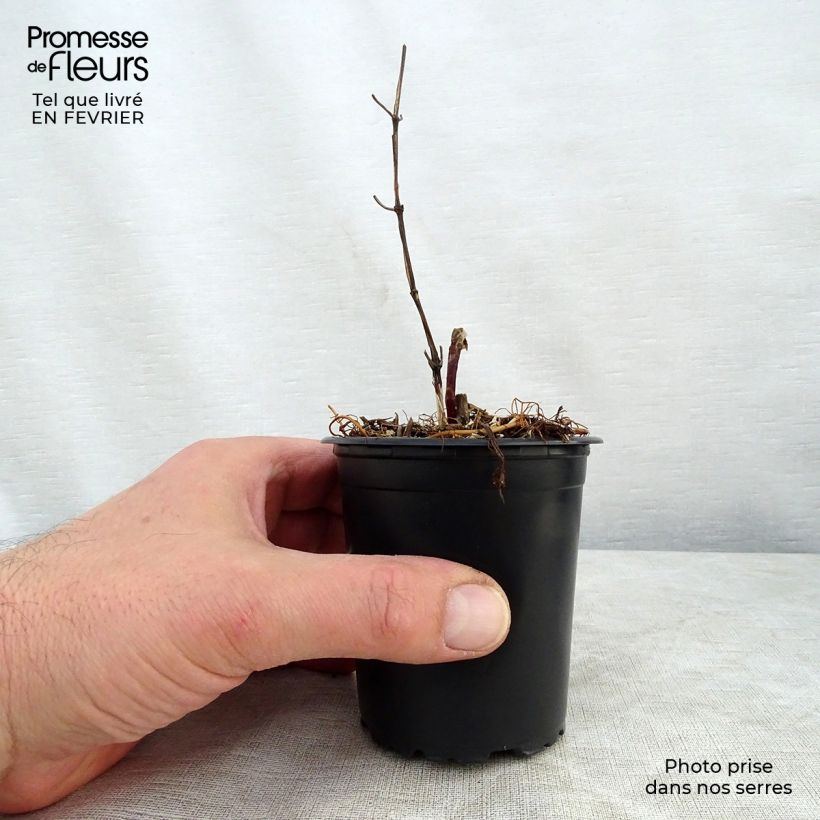 Amostra de Clematis Star of India Vaso de 8/9 cm tal como entregue no inverno