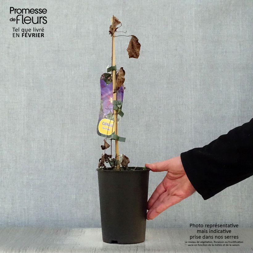 Amostra de Clematis Star of India Vaso de 2 L/3 L tal como entregue no inverno