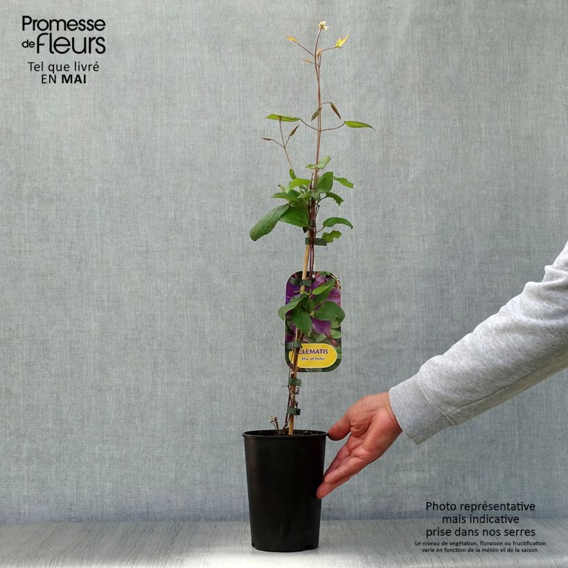 Amostra de Clematis Star of India Vaso de 2 L/3 L tal como entregue na primavera