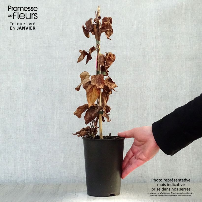 Amostra de Clematis Star of Pakistan Vaso de 2 L/3 L tal como entregue no inverno