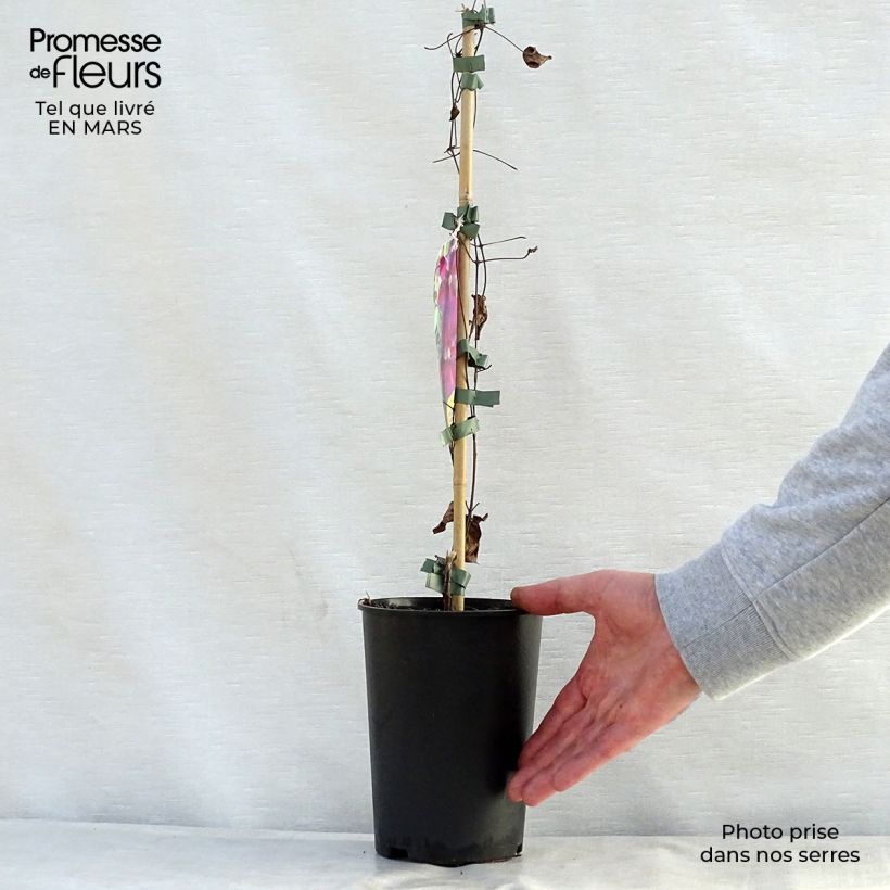 Amostra de Clematis Star of Pakistan Vaso de 2 L/3 L tal como entregue na primavera