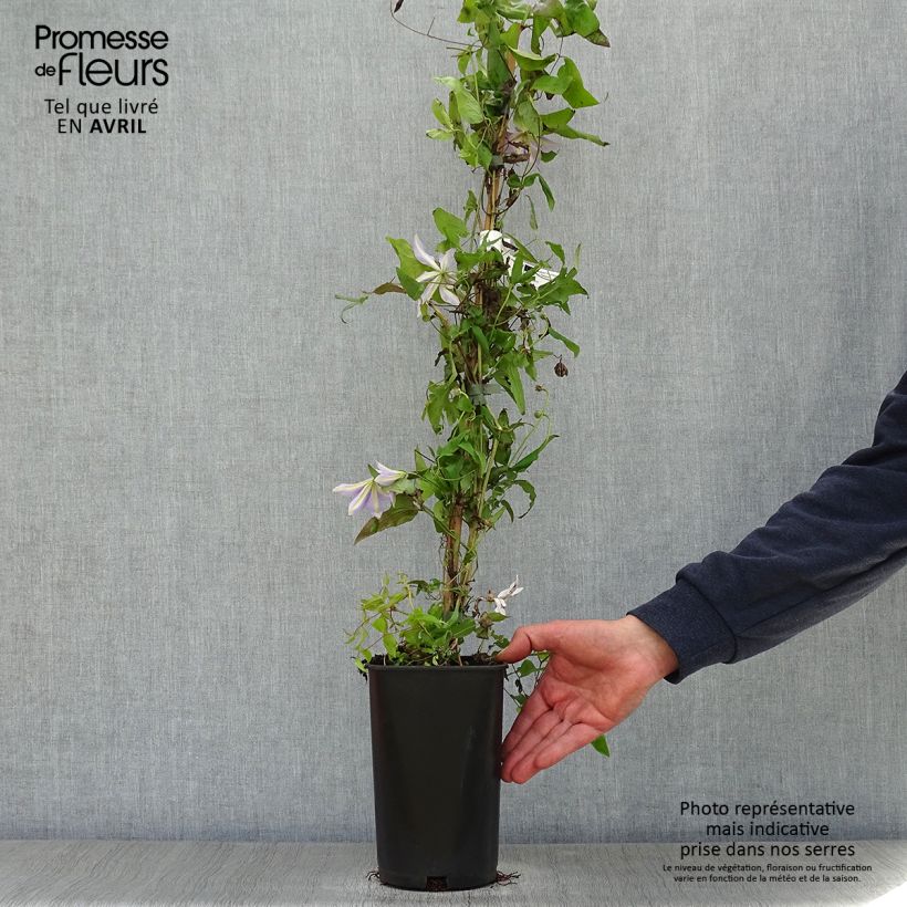 Amostra de Clematis Sugar Sweet 'Scented Clem' Vaso de 2 L/3 L tal como entregue na primavera