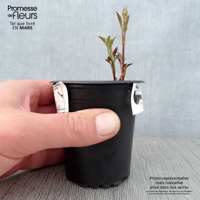 Amostra de Clematis Sunset Vaso de 8/9 cm tal como entregue na primavera