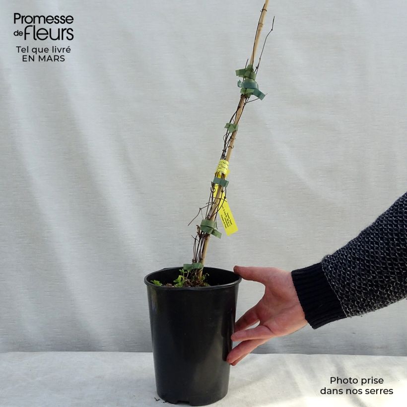 Amostra de Clematis Sunset Vaso de 2 L/3 L tal como entregue na primavera