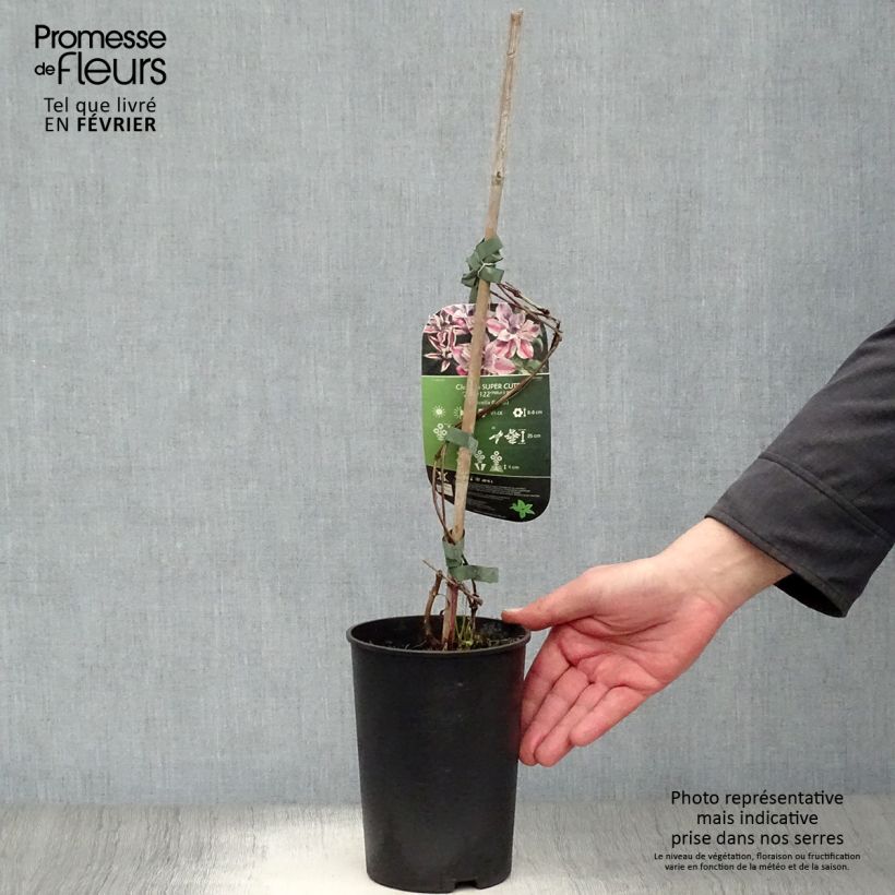 Amostra de Clématite - Clematis Super Cute Vaso de 2 L/3 L tal como entregue no inverno