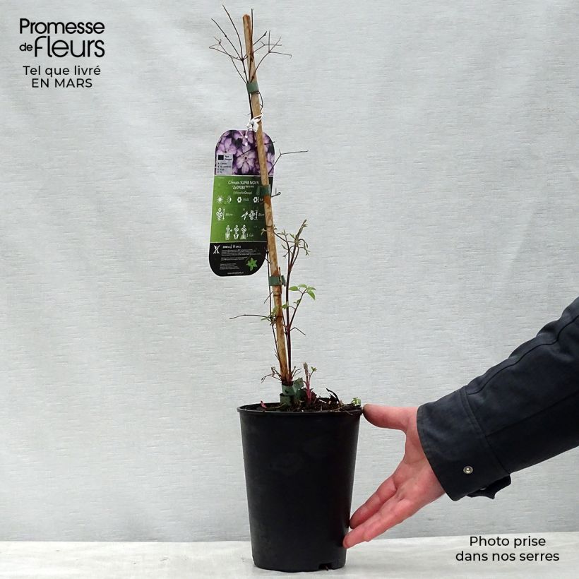 Amostra de Clematis viticella Super Nova Vaso de 2 L/3 L tal como entregue na primavera