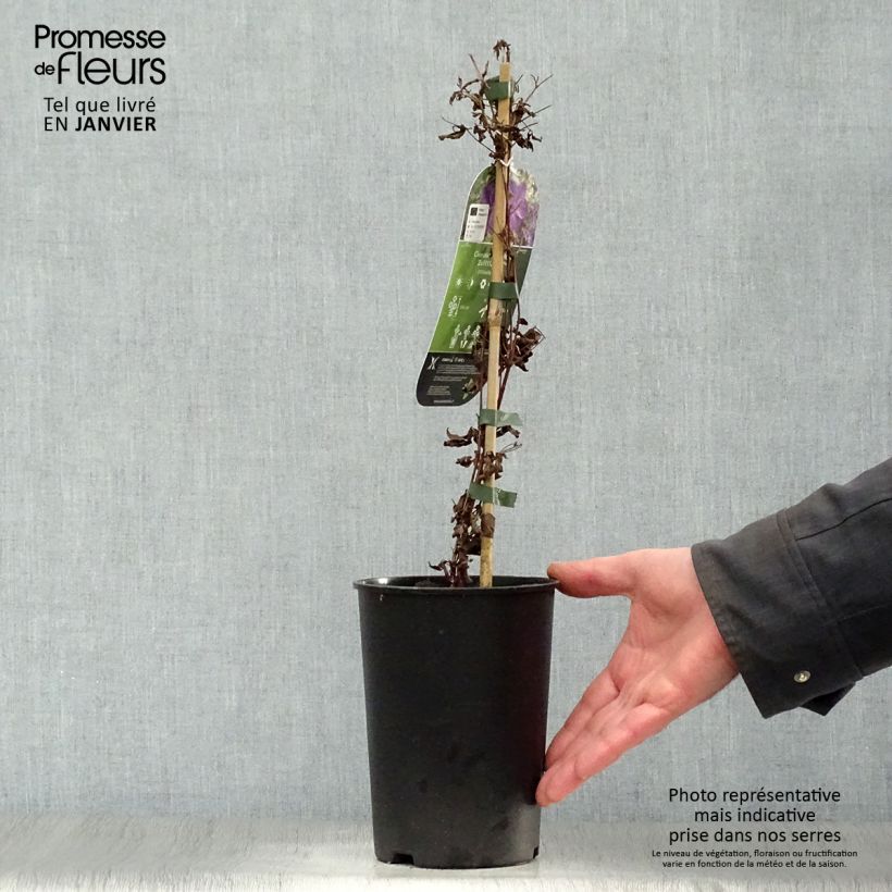 Amostra de Clématite - Clematis Supernight Vaso de 2 L/3 L tal como entregue no inverno