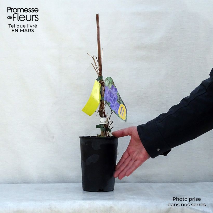 Amostra de Clematis Supernight Vaso de 2 L/3 L tal como entregue na primavera