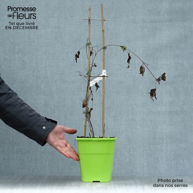 Amostra de Clematis Taiga Vaso de 3 L/4 L tal como entregue no inverno