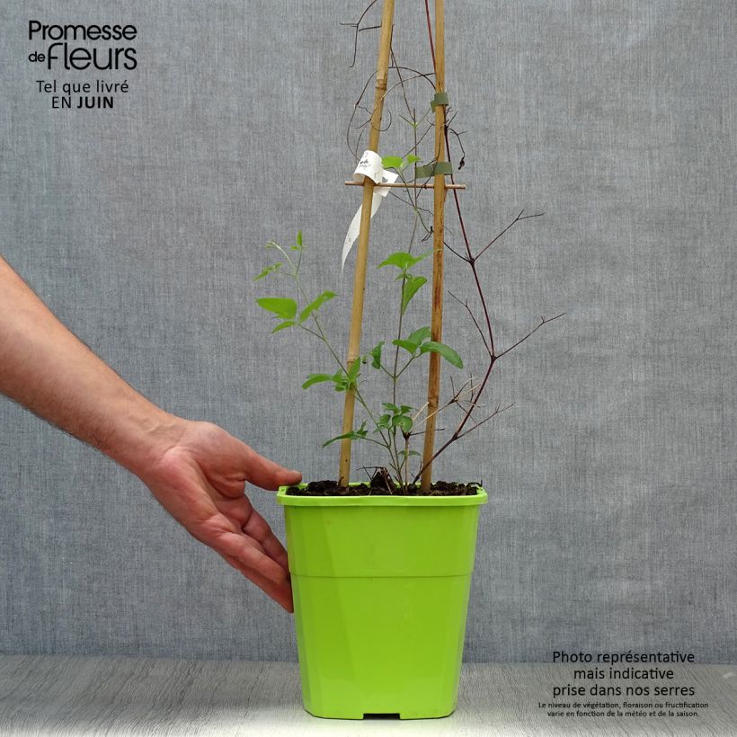 Amostra de Clematis Taiga Vaso de 3 L/4 L tal como entregue no verão