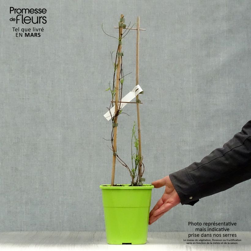 Amostra de Clematis Taiga Vaso de 3 L/4 L tal como entregue na primavera