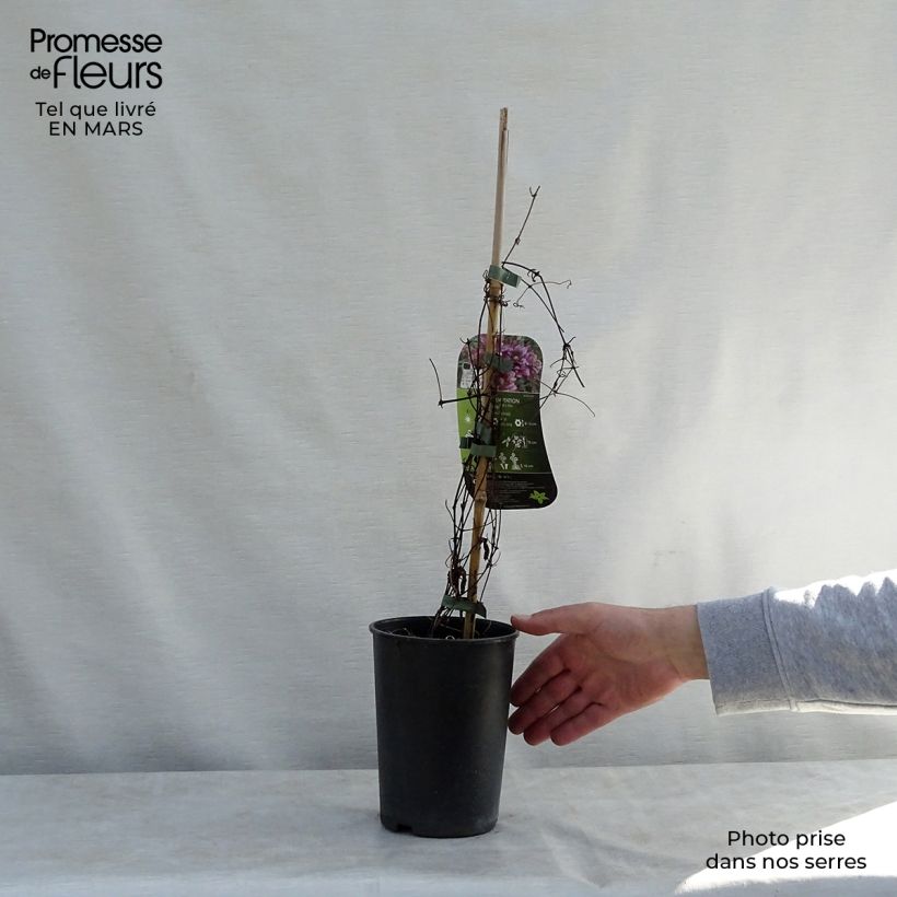 Amostra de Clematis Temptation Vaso de 2 L/3 L tal como entregue na primavera