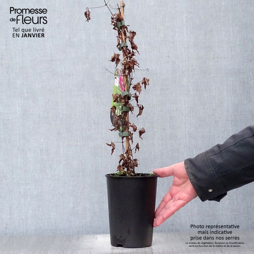 Amostra de Clématite - Clematis Temptation Vaso de 2 L/3 L tal como entregue no inverno