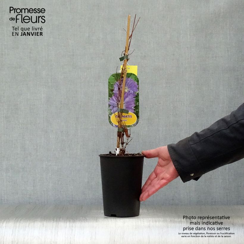 Amostra de Clématite - Clematis Teshio Vaso de 2 L/3 L tal como entregue no inverno