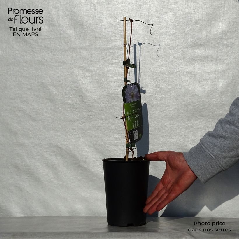 Amostra de Clematis Teshio Vaso de 2 L/3 L tal como entregue na primavera