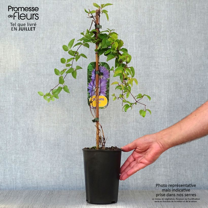 Amostra de Clematis Teshio Vaso de 2 L/3 L tal como entregue no verão
