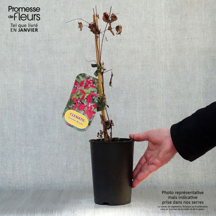 Amostra de Clematis texensis Gravetye Beauty Vaso de 2 L/3 L tal como entregue no inverno
