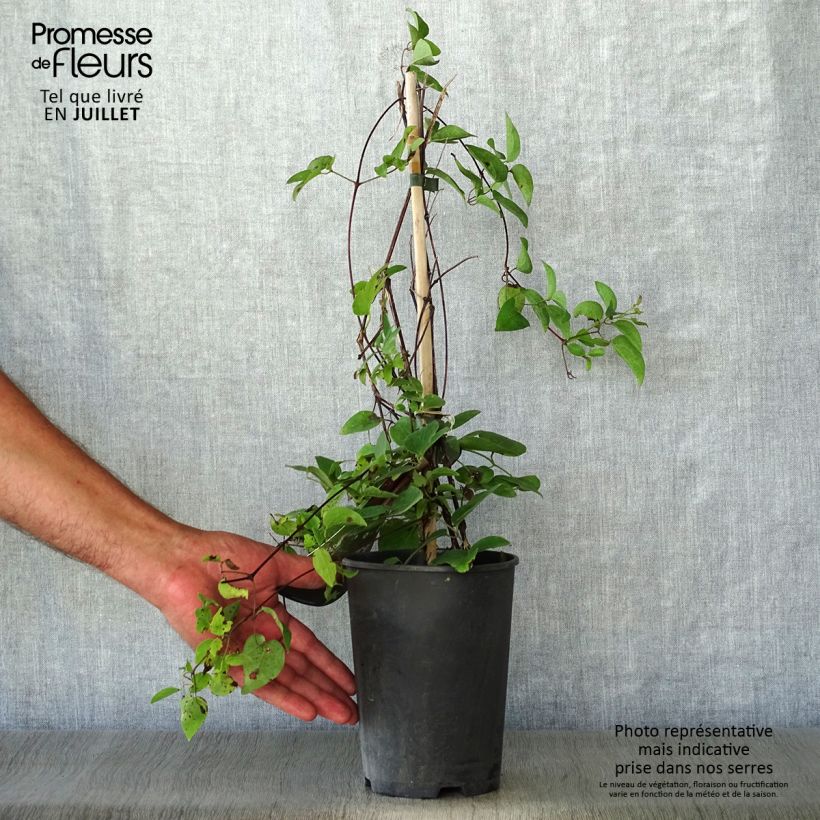 Amostra de Clematis texensis Gravetye Beauty Vaso de 2 L/3 L tal como entregue no verão