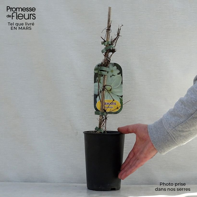 Amostra de Clematis The Bride Vaso de 2 L/3 L tal como entregue na primavera