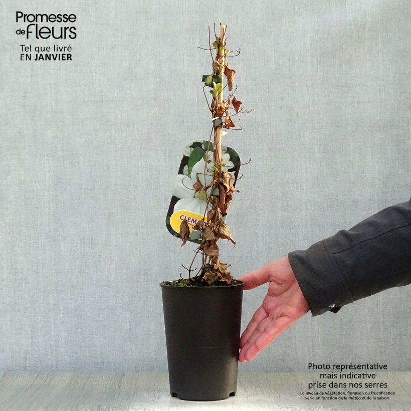 Amostra de Clématite - Clematis The Bride Vaso de 2 L/3 L tal como entregue no inverno