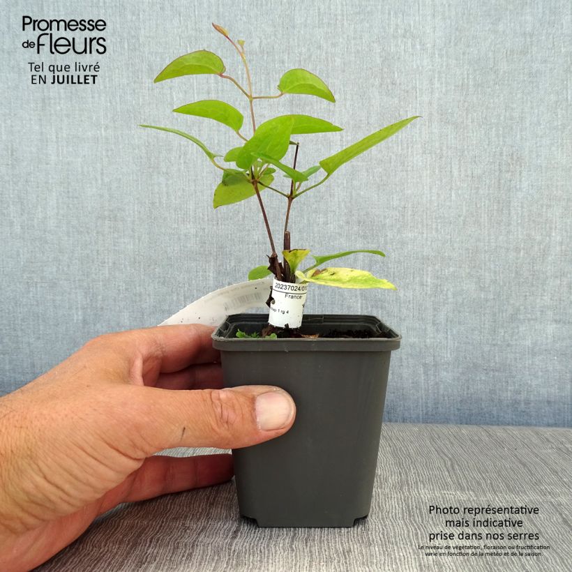 Amostra de Clematis The President Vaso de 8/9 cm tal como entregue no verão