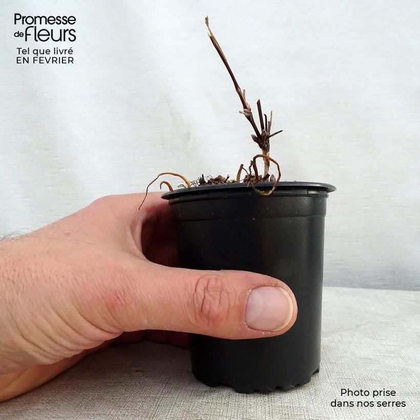 Amostra de Clematis The President Vaso de 8/9 cm tal como entregue no inverno