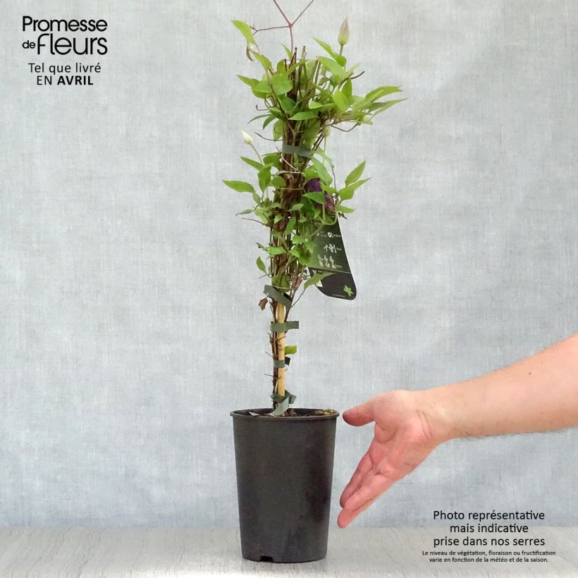 Amostra de Clematis The President Vaso de 2 L/3 L tal como entregue na primavera