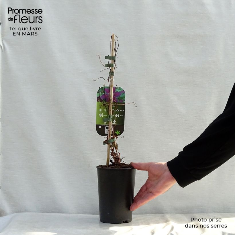Amostra de Clematis The Vagabond Vaso de 2 L/3 L tal como entregue na primavera