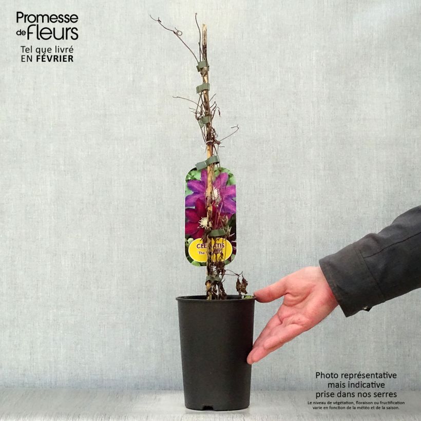 Amostra de Clématite - Clematis The Vagabond Vaso de 2 L/3 L tal como entregue no inverno