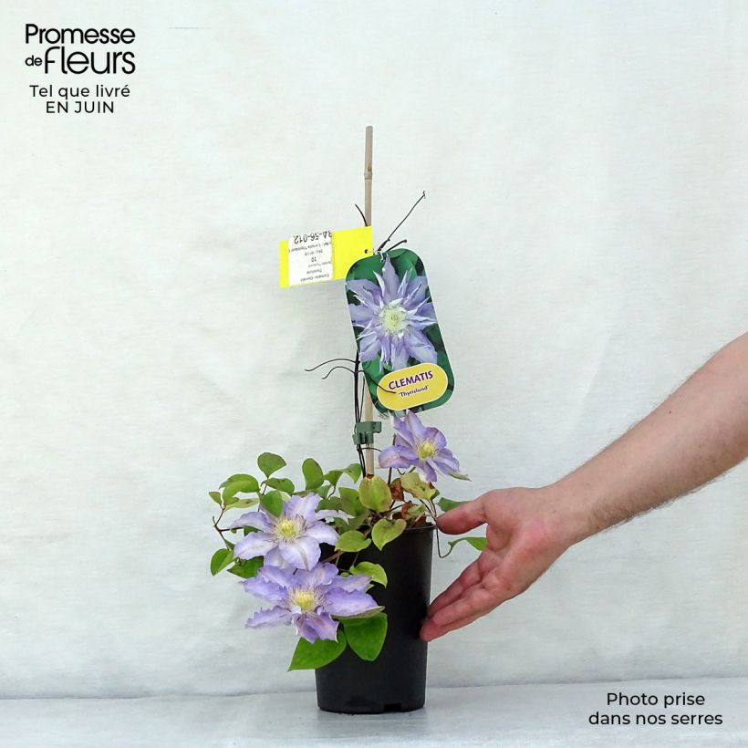Amostra de Clematis Thyrislund Vaso de 1,5 L/2 L tal como entregue no verão