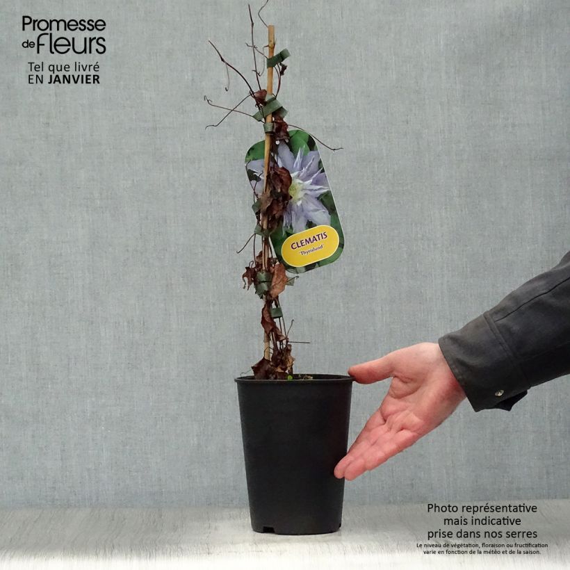 Amostra de Clématite - Clematis Thyrislund Vaso de 1,5 L/2 L tal como entregue no inverno