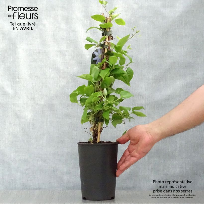 Amostra de Clematis Thyrislund Vaso de 1,5 L/2 L tal como entregue na primavera