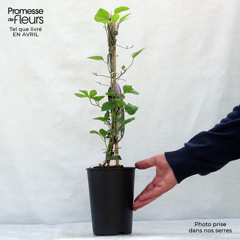 Amostra de Clematis Tie Dye Vaso de 2 L/3 L tal como entregue na primavera