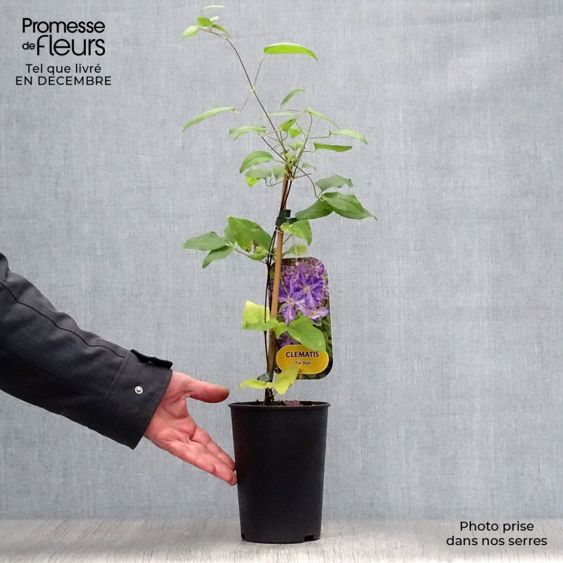 Amostra de Clématite - Clematis Tie Dye Vaso de 2 L/3 L tal como entregue no inverno