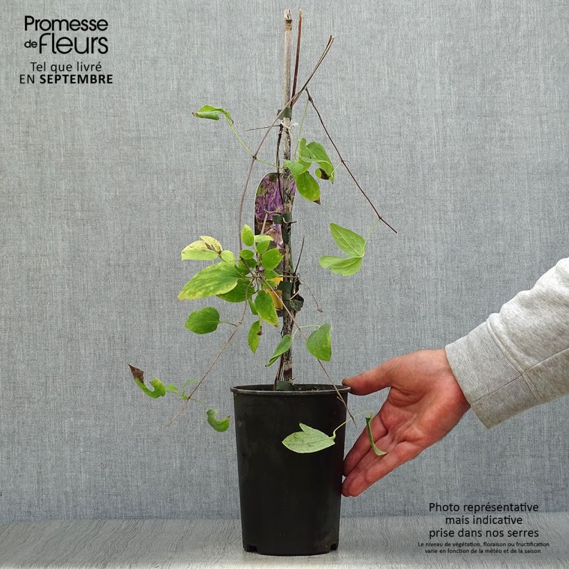 Amostra de Clematis Tie Dye Vaso de 2 L/3 L tal como entregue no outono