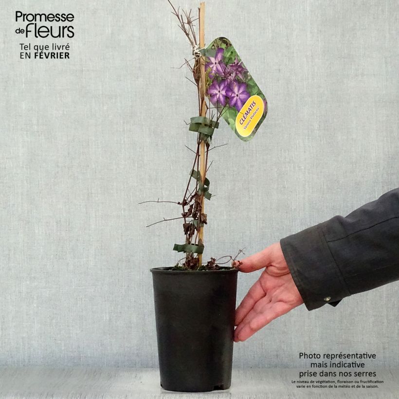 Amostra de Clématite - Clematis Venosa Violacea Vaso de 2 L/3 L tal como entregue no inverno