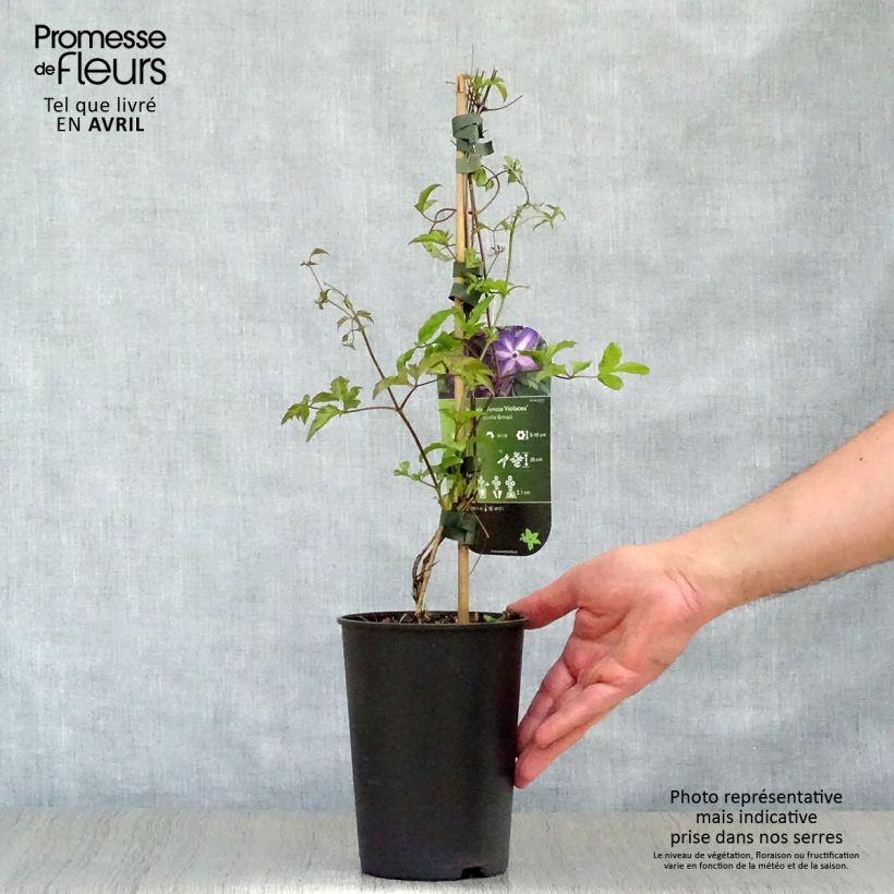 Amostra de Clematis Venosa Violacea Vaso de 2 L/3 L tal como entregue na primavera