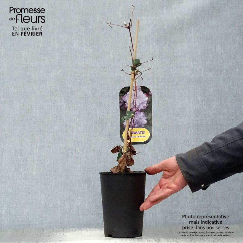 Amostra de Clematis Veronica's Choice Vaso de 2 L/3 L tal como entregue no inverno