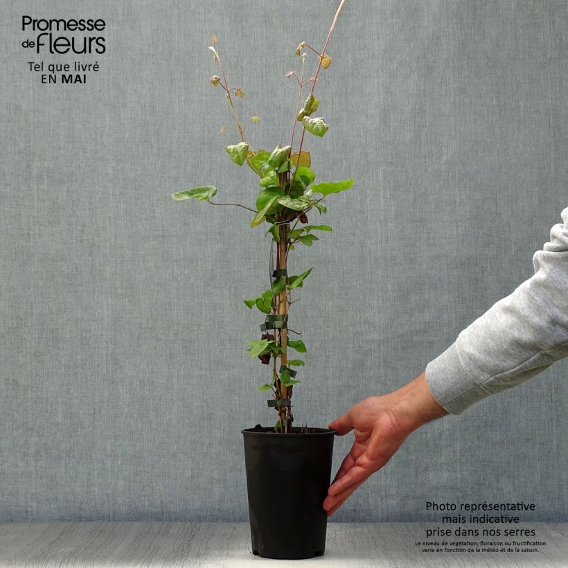 Amostra de Clematis Veronica's Choice Vaso de 2 L/3 L tal como entregue na primavera