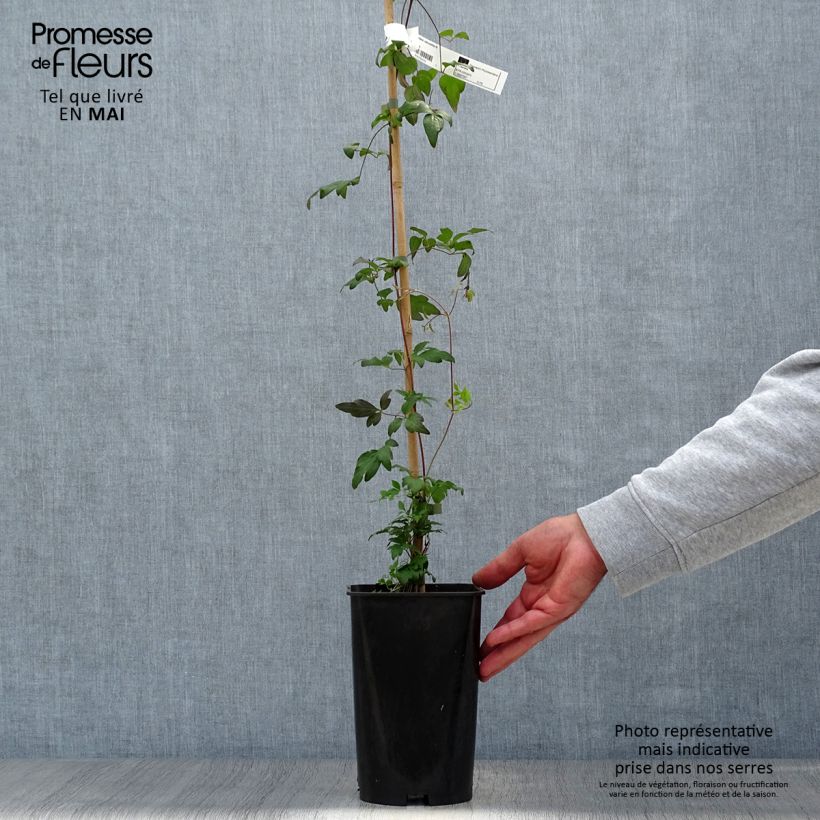 Amostra de Clématite - Clematis Viennetta Vaso de 2 L/3 L tal como entregue na primavera