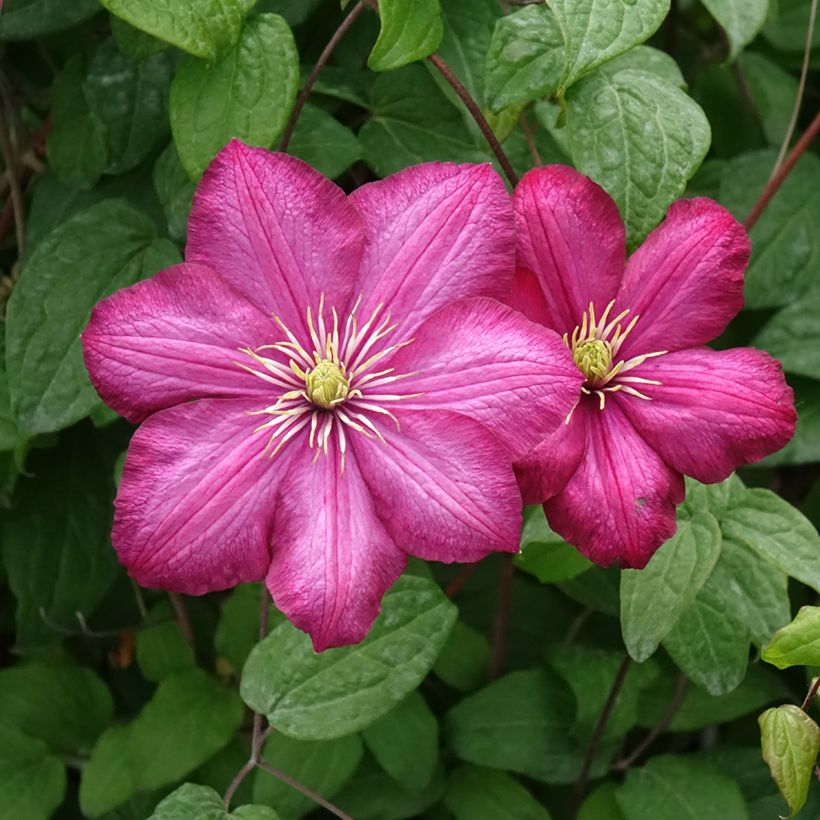Clematis Ville de Lyon (Floração)