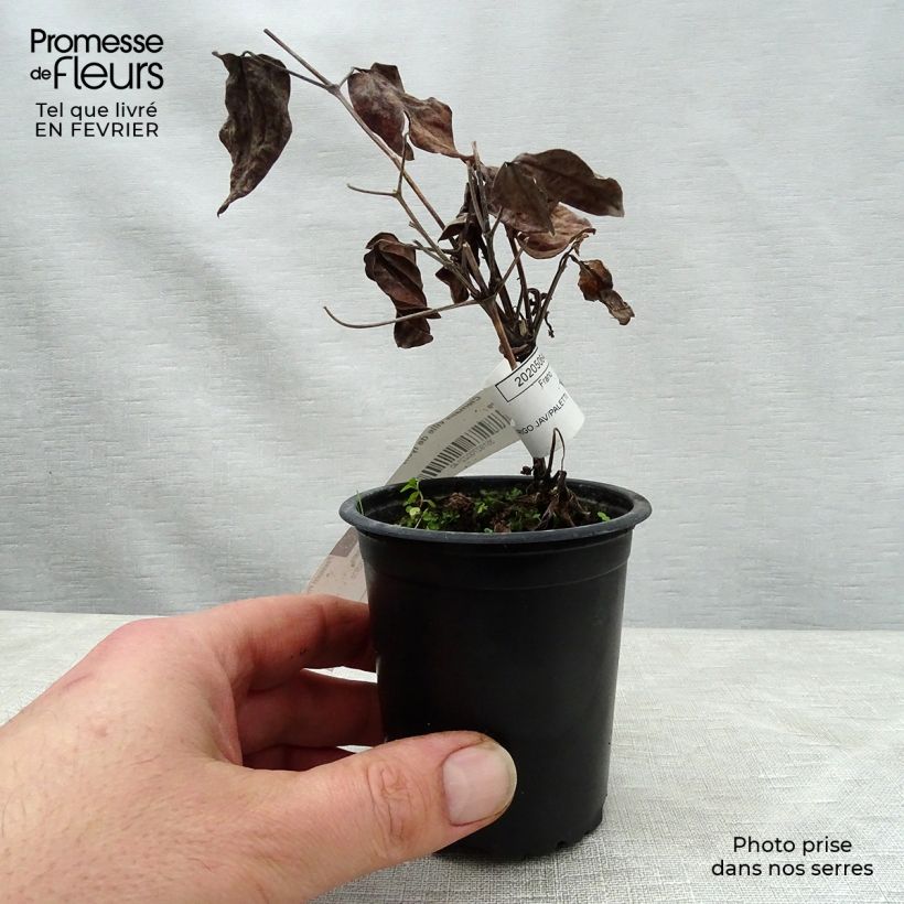 Amostra de Clematis Ville de Lyon Vaso de 8/9 cm tal como entregue no inverno