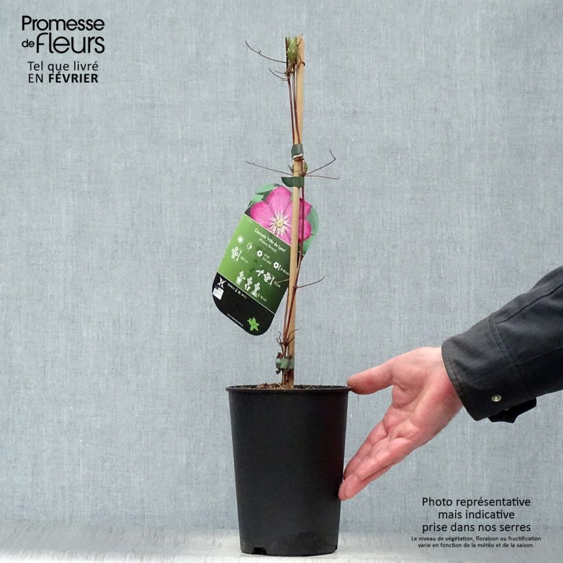 Amostra de Clematis Ville de Lyon Vaso de 1,5 L/2 L tal como entregue no inverno