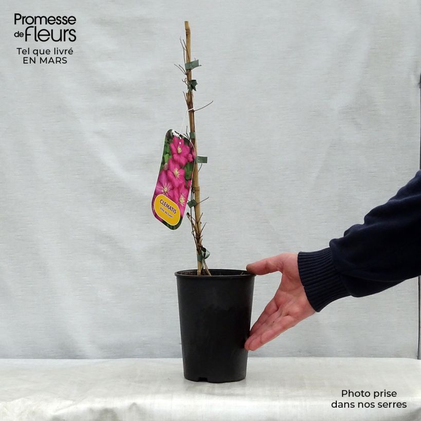 Amostra de Clematis Ville de Lyon Vaso de 1,5 L/2 L tal como entregue na primavera