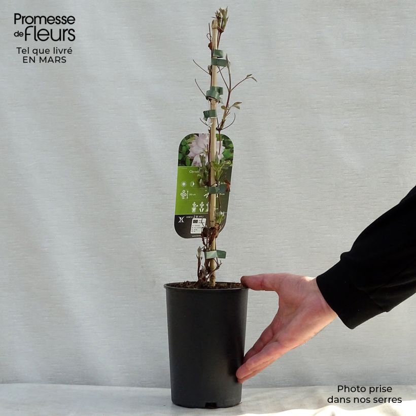 Amostra de Clematis Violet Elisabeth Vaso de 2 L/3 L tal como entregue na primavera