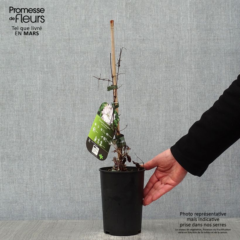 Amostra de Clématite - Clematis Violet Elisabeth Vaso de 2 L/3 L tal como entregue no inverno