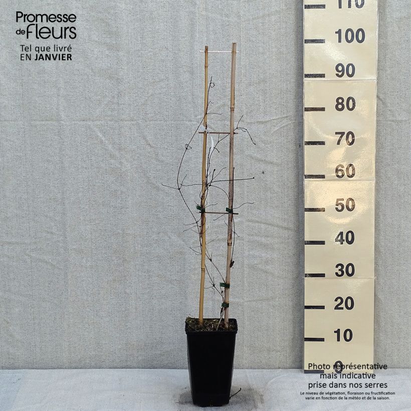 Amostra de Clématite - Clematis Viva Polonia Vaso de 2 L/3 L tal como entregue no inverno