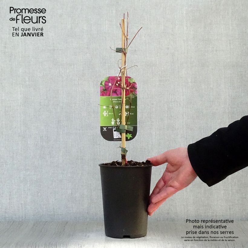 Amostra de Clématite - Clematis Voluceau Vaso de 2 L/3 L tal como entregue no inverno