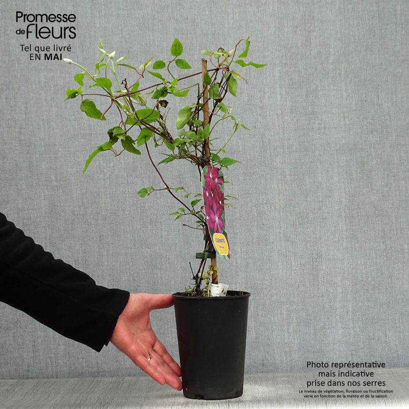 Amostra de Clematis Voluceau Vaso de 2 L/3 L tal como entregue na primavera